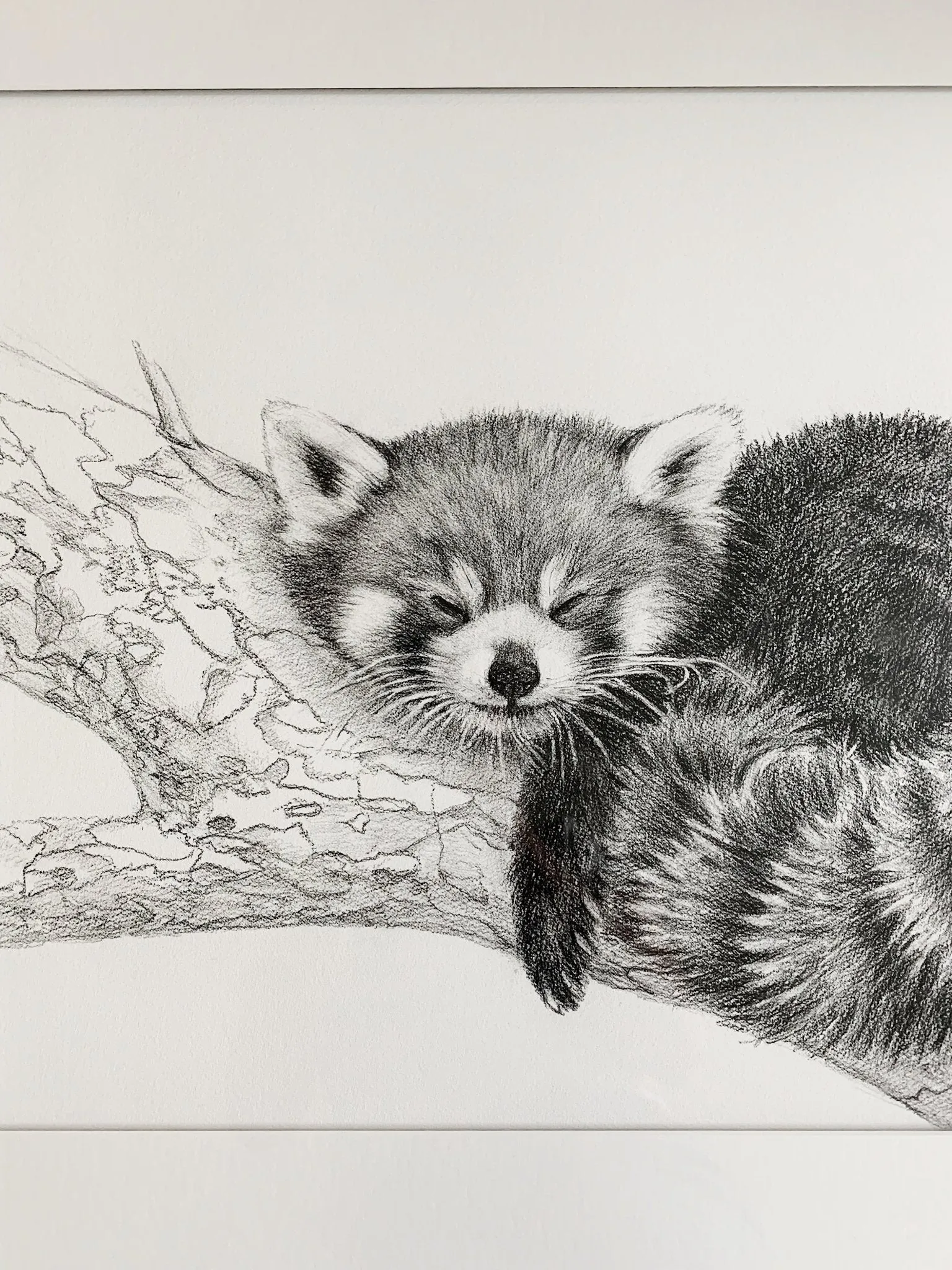 SOLD_ORIGINAL ARTWORK - Red Panda - From the Zoo de Granby Collaboration