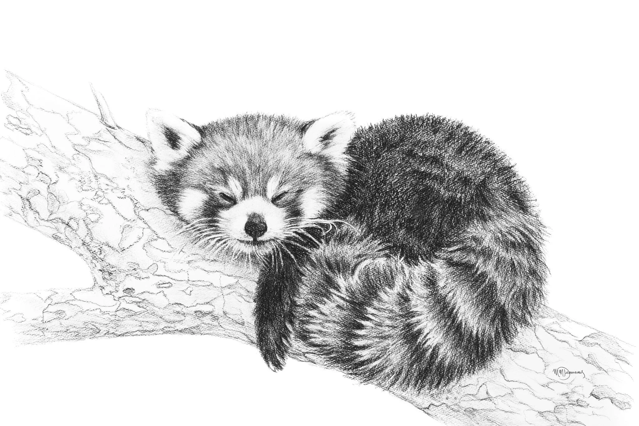 SOLD_ORIGINAL ARTWORK - Red Panda - From the Zoo de Granby Collaboration