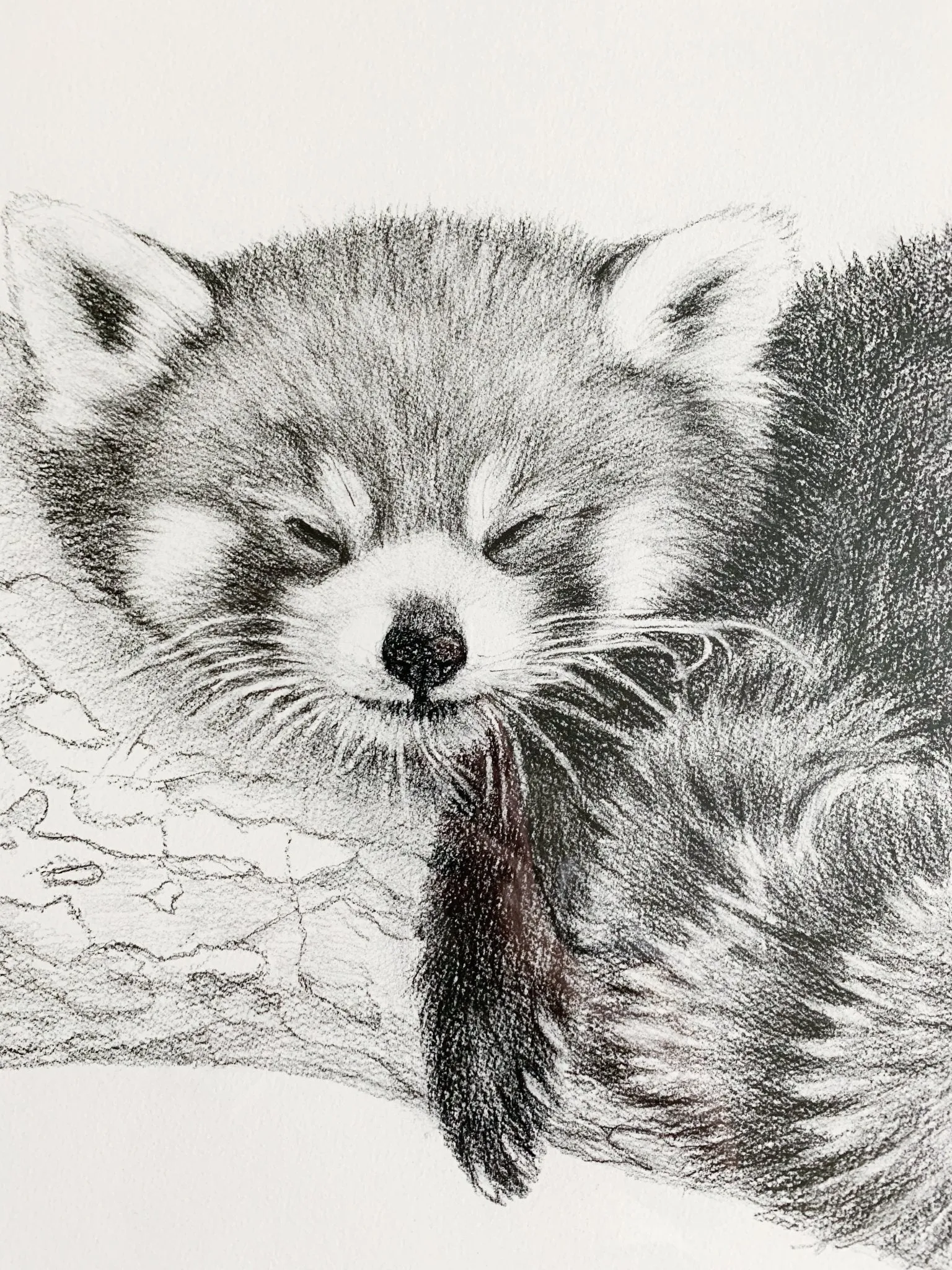 SOLD_ORIGINAL ARTWORK - Red Panda - From the Zoo de Granby Collaboration